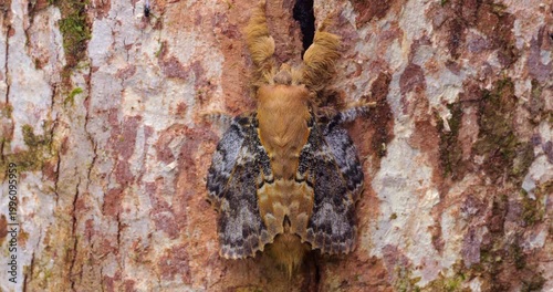 A very well camouflaged  moth at rest on a tree trunk in the rainforest, Orellana province, Ecuador