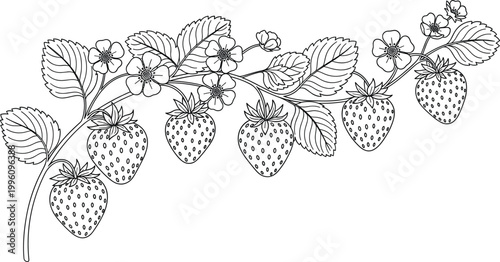 Fotografie Black and White Line Art Illustration of Strawberry Plant with Berries, Leaves,