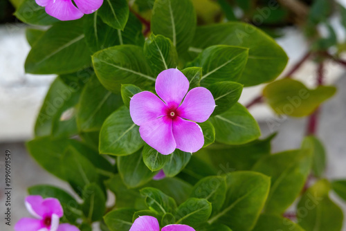 Fotografía Top view shot of a vibrant pink Catharanthus roseus or Madagascar periwinkle flower blooming in a garden