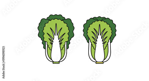 Napa Cabbage Line art vector minimal abstract vibrant color illustration