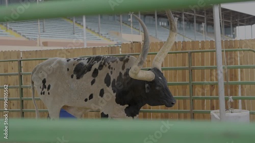 This video shows a watusi long horn steer behind bullpen.