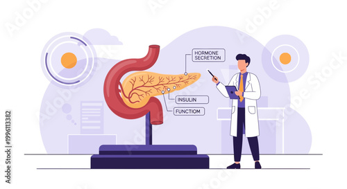 Doctor Explains Pancreas Anatomy and Hormone Secretion with Insulin and Function Labels