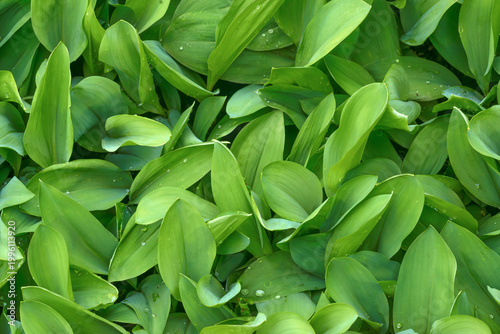Slika na platnu Closeup of many thick-set lilies of the valley.