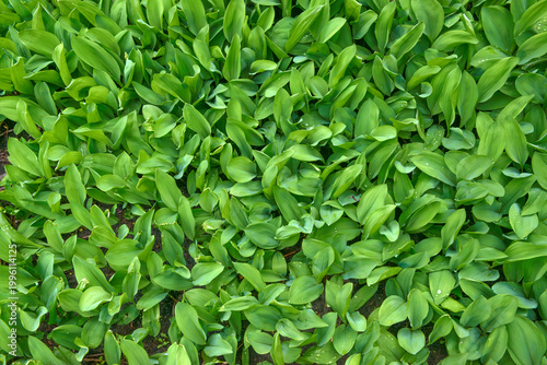 Fotografija Closeup of many thick-set lilies of the valley.