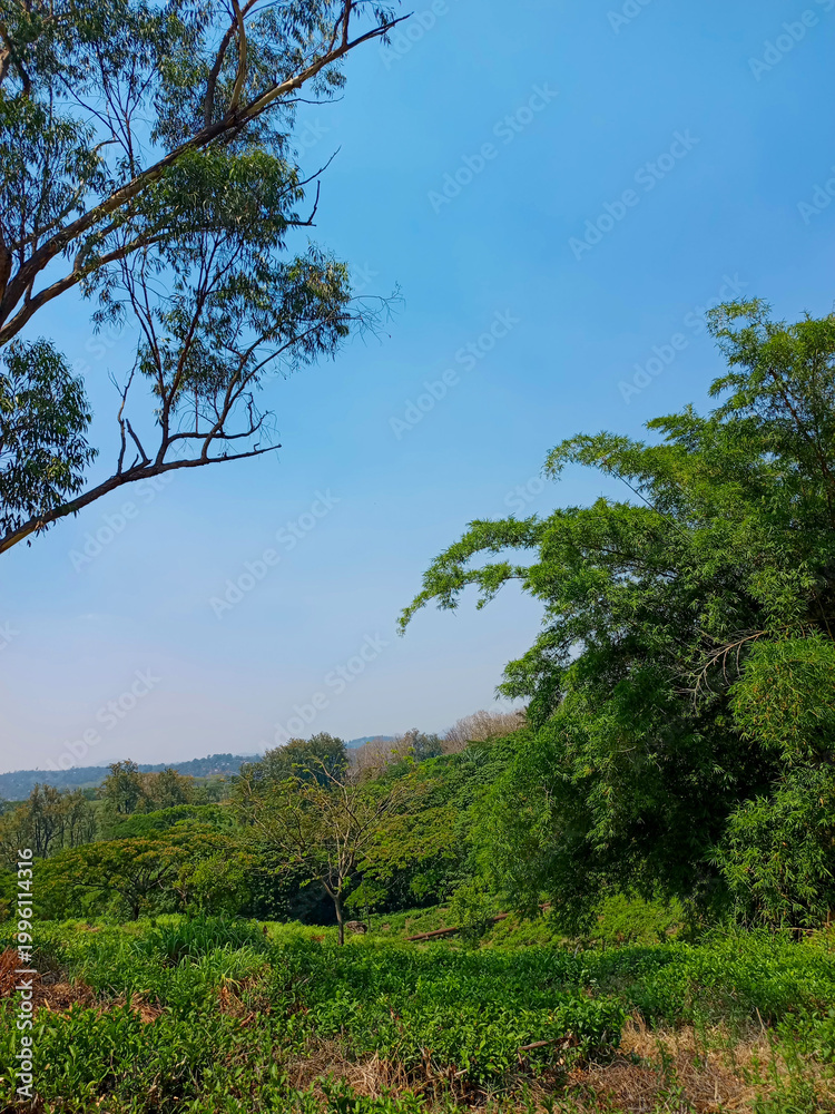 Fototapeta premium trees and sky