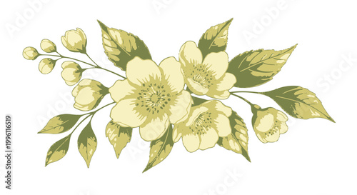 Delicate pale yellow jasmine flowers and buds with green leaves on black background floral bloom