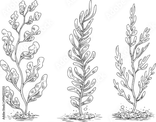 Hand-drawn black and white of distinct types of seaweed, rooted in seabed kelp marine