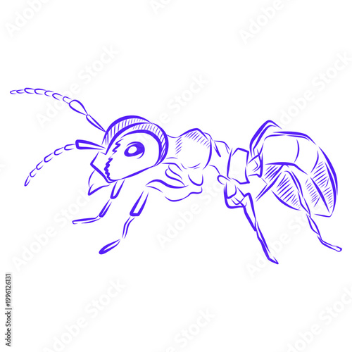Hand drawn vector illustration of an adult ant pest, blue line art on a white background