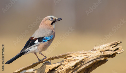 Eurasian Jay - in winter at the wet forest