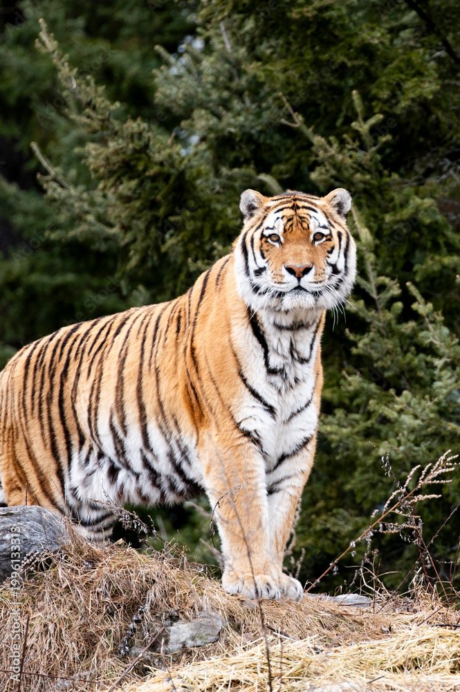 Obraz premium tiger in the zoo