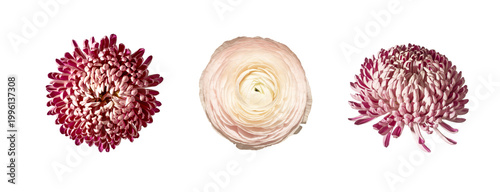 Fotografía Three cut flowers isolated on white background