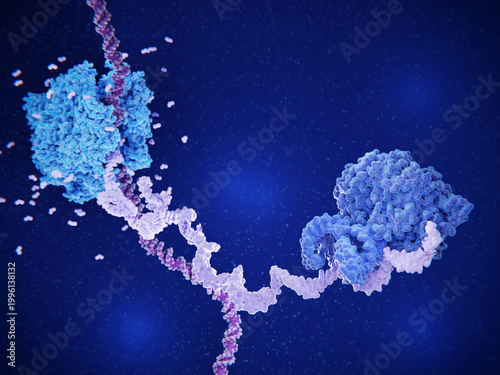 Billede på lærred DNA transcription by RNA polymerase (light blue) and pre-mRNA splicing by the spliceosome (darker blue)