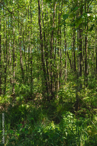 Fotografía landscape of a densely overgrown riparian forest in summer