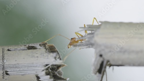 Red ants crossing narrow branch in slow motion with teamwork unity and detailed macro perspective