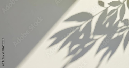 Shadow Play: The image portrays a delicate dance of light and shadow, where the silhouette of leaves graces a smooth surface, creating an elegant minimalist composition. 