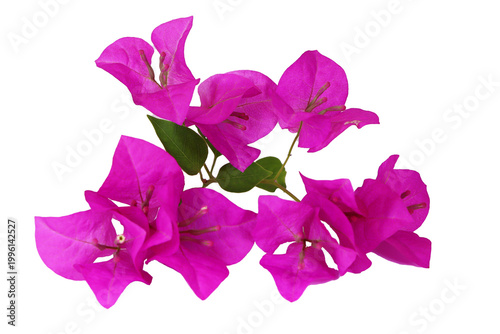 Pink Bougainvillea flower isolated on transparent background 