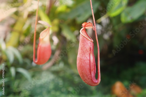 The red pitcher plant is a carnivorous plant characterized by its uniquely developed, bulbous leaves. Nepenthes