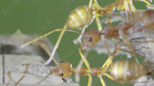 Red ants crossing broken twig in slow motion showing teamwork and cooperation in natural environment macro close up