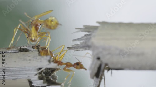 Slow motion red ants walking across small branch with detailed movement and soft background macro nature scene