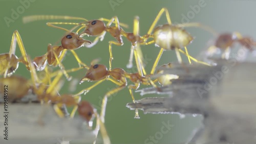 Red ants bridging gap on broken wood in slow motion with teamwork concept and shallow depth of field