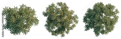 Slika na platnu Eriobotrya japonica tree plan, top view, cutout, transparent background, isolate
