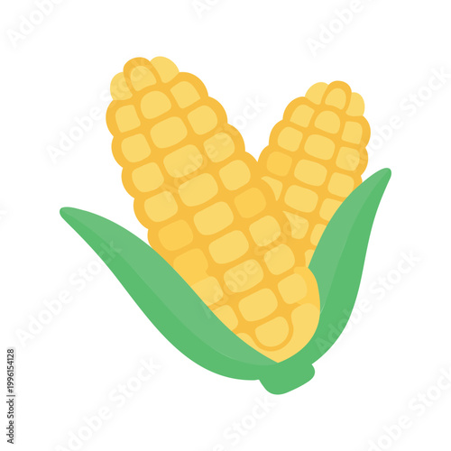 Ripe corn cobs with husk offer a sweet and nutritious addition to a well balanced diet