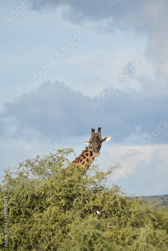 Photography Wildlife and Nature