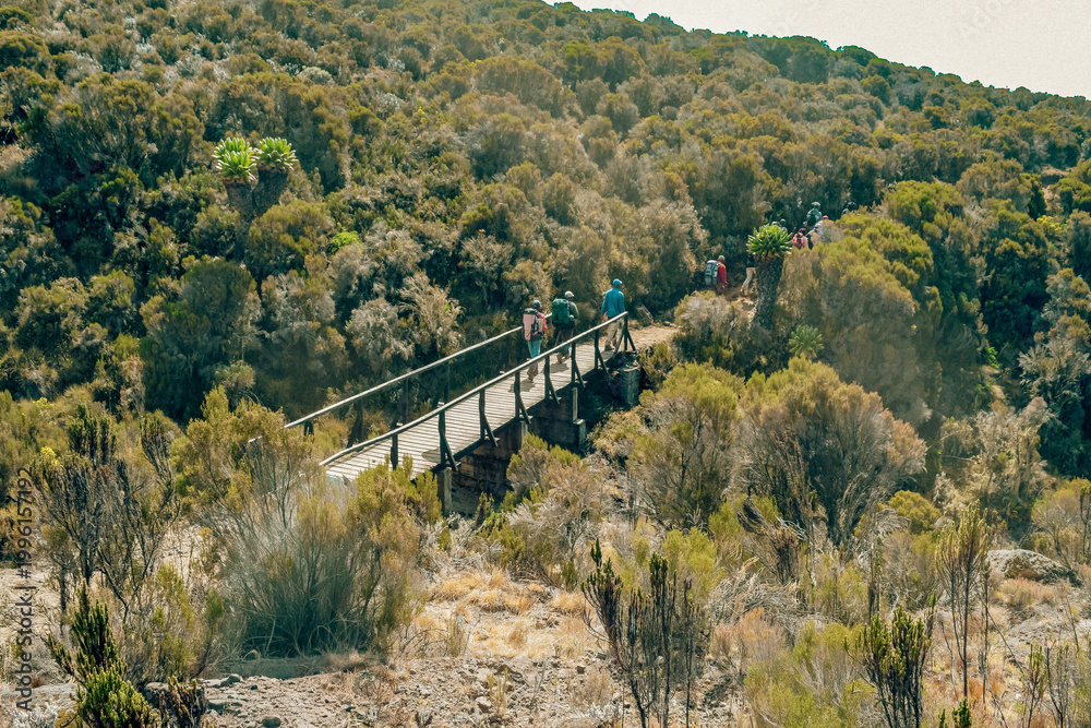 Fototapeta premium Hikers Crossing a wooden bridge amidst Giant Groundsels in the Afro-Alpine Moorland ecological zone on the Marangu Route, Mount Kilimanjaro