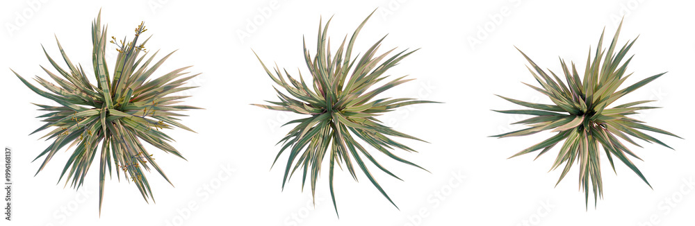 Fototapeta premium Phormium cookianum tricolor tree plan, top view, cutout, transparent background, isolate, Golden wheat field with ripe ears, close-up of grain harvest, agriculture, food concept