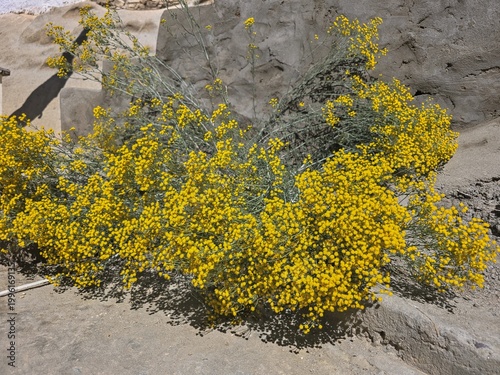 Yellow wildflowers in arid Himalayan landscape in Ladakh India, alpine desert flora and wormwood plants growing on stone wall in high altitude