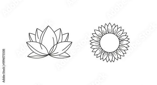 Lotus flower and sunflower line art illustration.