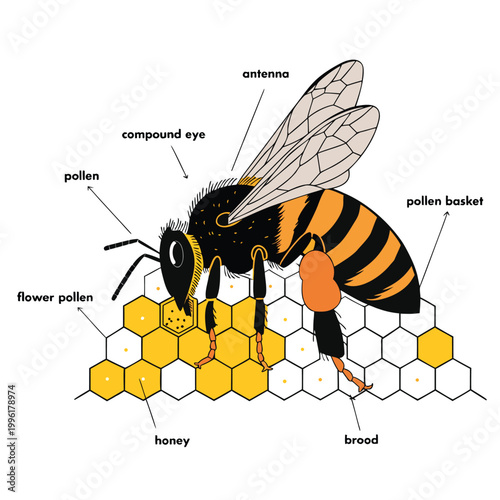  bee on honeycomb with pollination labels vector