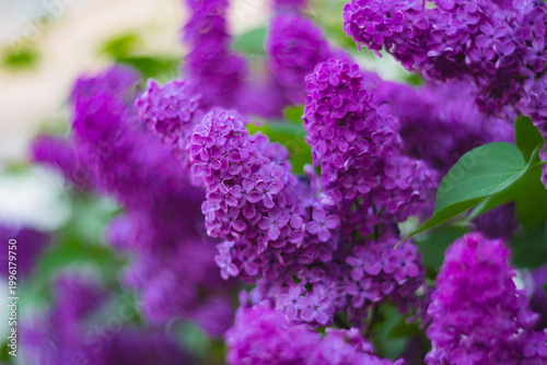 Bild auf Leinwand A bright, delicate branch of lilac