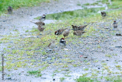 Flock of Spanish Sparrow