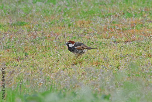 Spanish Sparrow( Passer hispaniolensis). After the rain