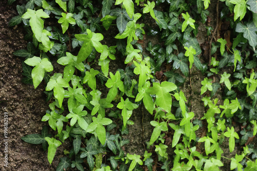 Green common Ivy with fresh new green leaves on a gray concrete wall. Hedera helix