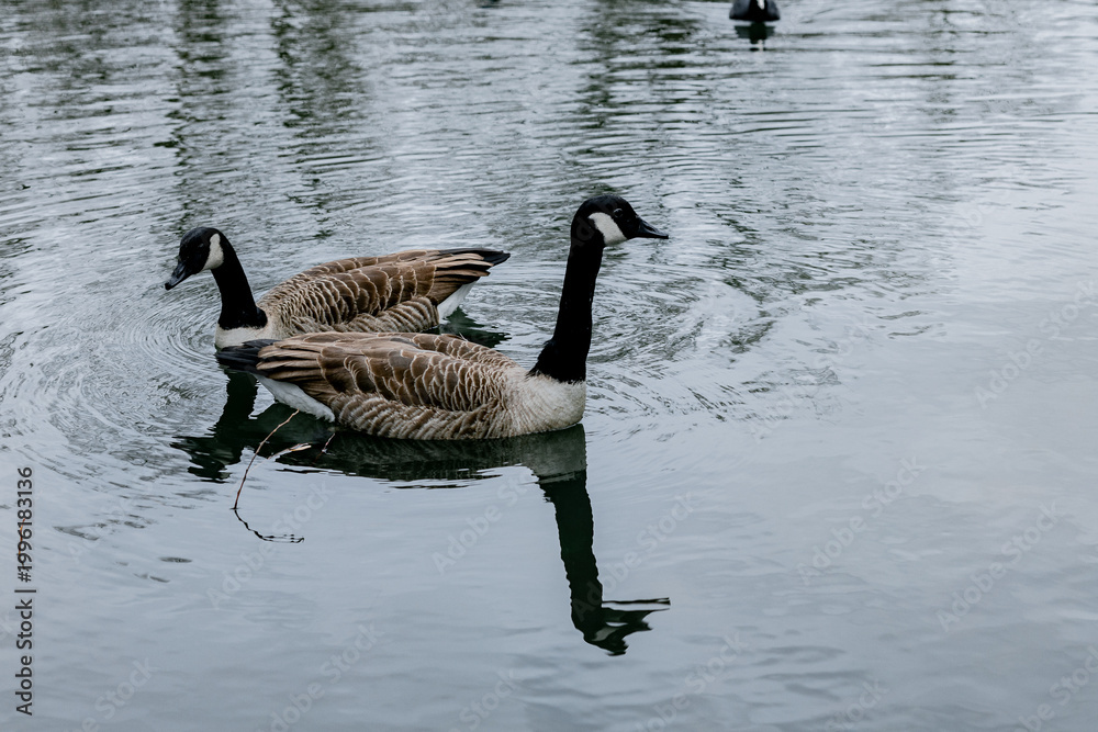 Fototapeta premium Two Canada geese swimming on calm water.