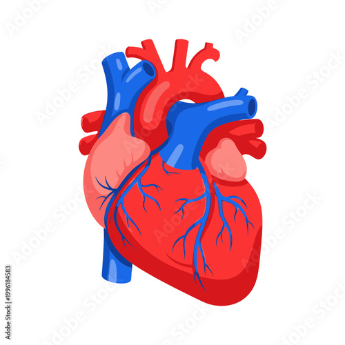 Anatomical Human Heart Illustration