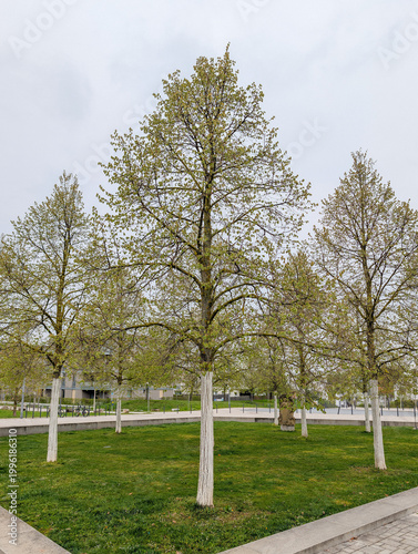 Tilia tomentosa Silberlinde Habitus in einer öffentlichen Parkanlage