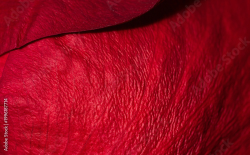 Red rose petal in the scale macro. Rose petal structure close-up. Abstract natural background.