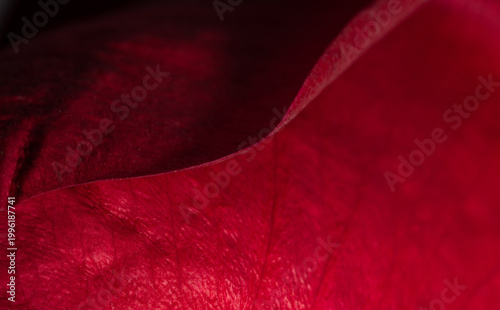Red rose petal in the scale macro. Rose petal structure close-up. Abstract natural background.