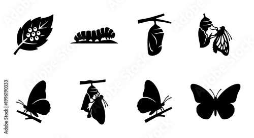 Butterfly life cycle vector icons set, metamorphosis stages from egg to caterpillar and cocoon, black silhouette butterfly development illustrations
