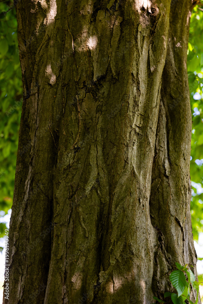 Obraz premium Macro detail of the bark texture of a Hornbeam tree. Natural background for design.