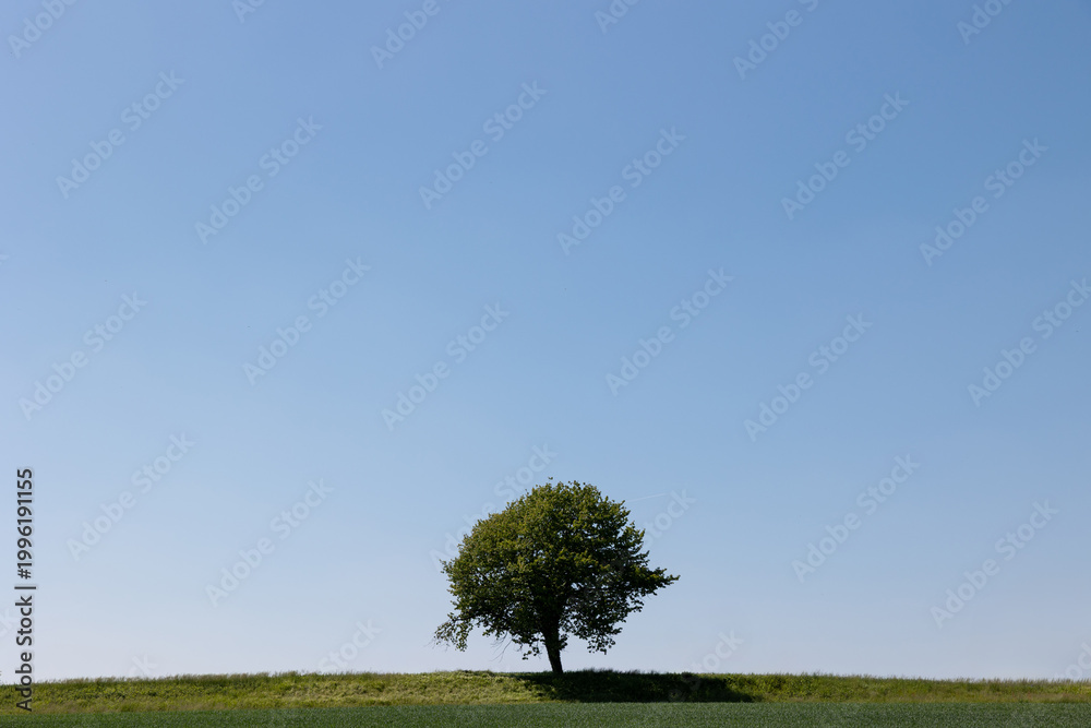 Φωτογραφία Lone tree on green hill with wide blue sky copy space minimalism and nature
