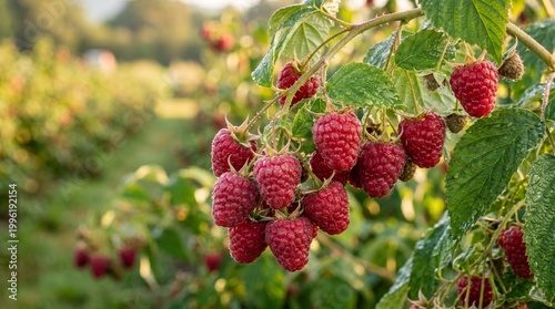 Lush branch of ripe, red raspberries glistens with morning dew in a sun-kissed fruit field, showcasing a bountiful harvest ready for picking and fresh consumption