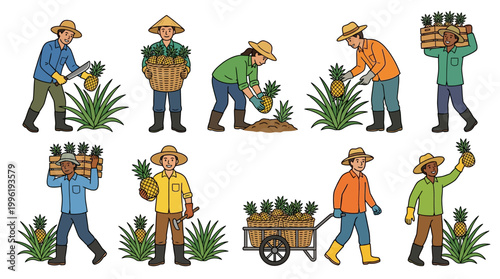 Diverse farmers wearing hats harvest ripe pineapples using traditional tools while working together to gather fruit in large woven baskets