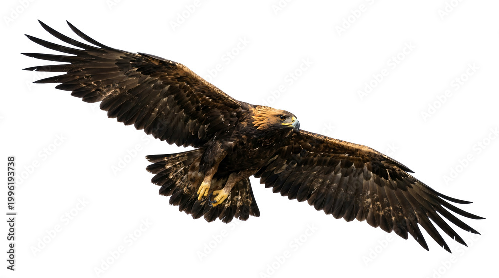 Fototapeta premium Golden eagle in mid-flight with wings spread against clear sky, majestic wildlife nature scene
