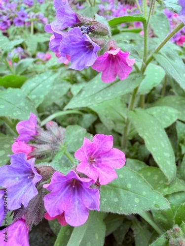 comfrey Symphytum general plan with natural lighting