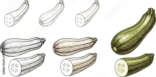 Vintage zucchini engraving vector set. Hand drawn squash collection with whole and sliced vegetables. Detailed botanical illustration for food design, packaging and organic farming themes.