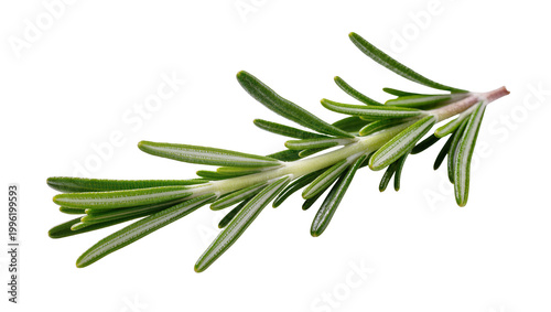 Quadro su tela Fresh green rosemary sprig with needle-like leaves, isolated on transparent back